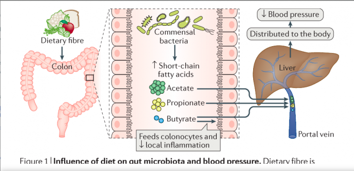 ALTA INGESTÃO DE FIBRAS, LEGUMES, FRUTAS E VERDURAS, DIMINUI A PRESSÃO ARTERIAL 